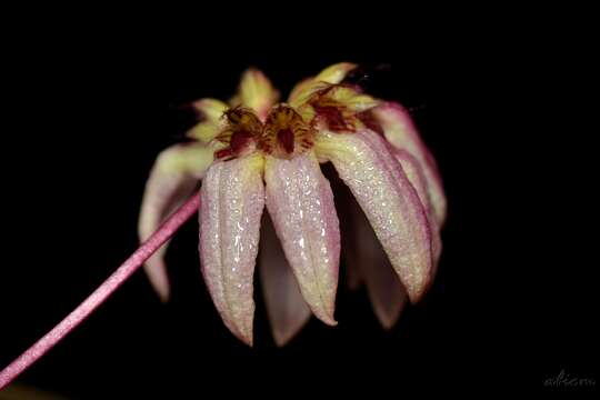 Imagem de Bulbophyllum auratum (Lindl.) Rchb. fil.