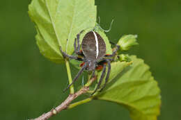 Image de Eriophora fuliginea (C. L. Koch 1838)