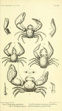 Image of Pachycheles Stimpson 1858
