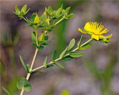 Image of Myrtle-Leaf St. John's-Wort