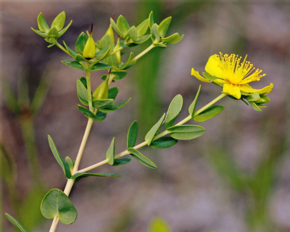 Image of Myrtle-Leaf St. John's-Wort