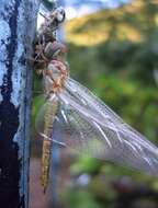 Image of Rainpool Gliders