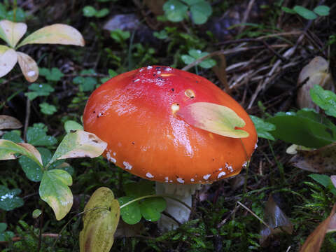 Image of Amanita