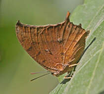 Image of Leafwings