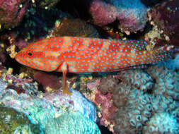 Image of grouper