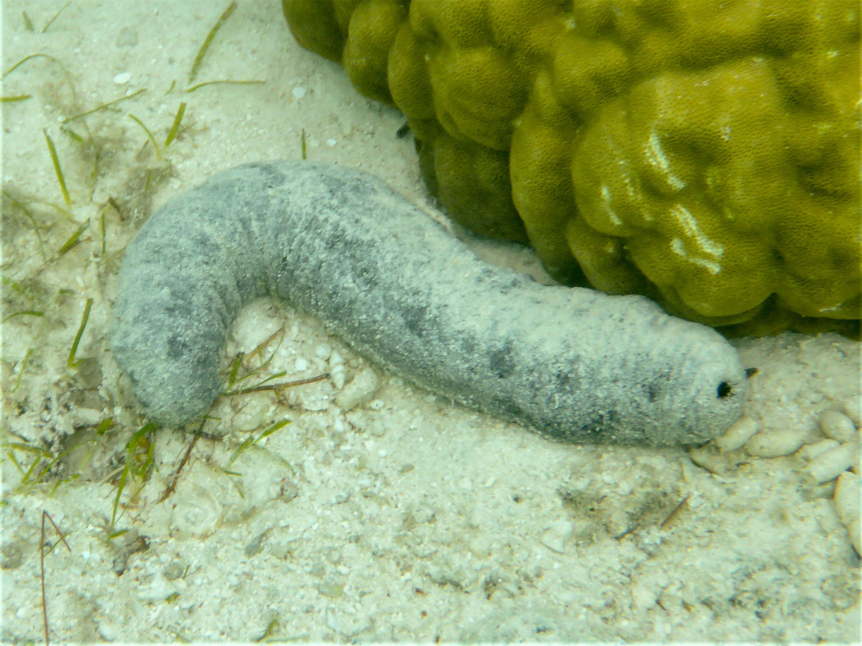 Image of Black sea cucumber