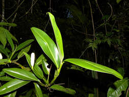 Stenospermation marantifolium Hemsl. resmi