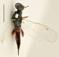 Dinotiscus eupterus (Walker 1836)的圖片