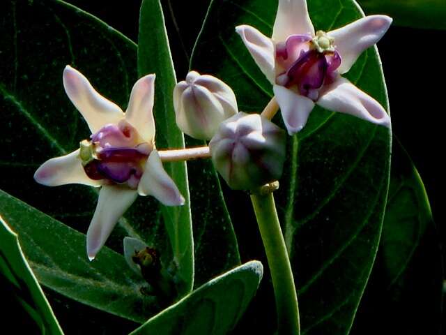 Image of calotropis