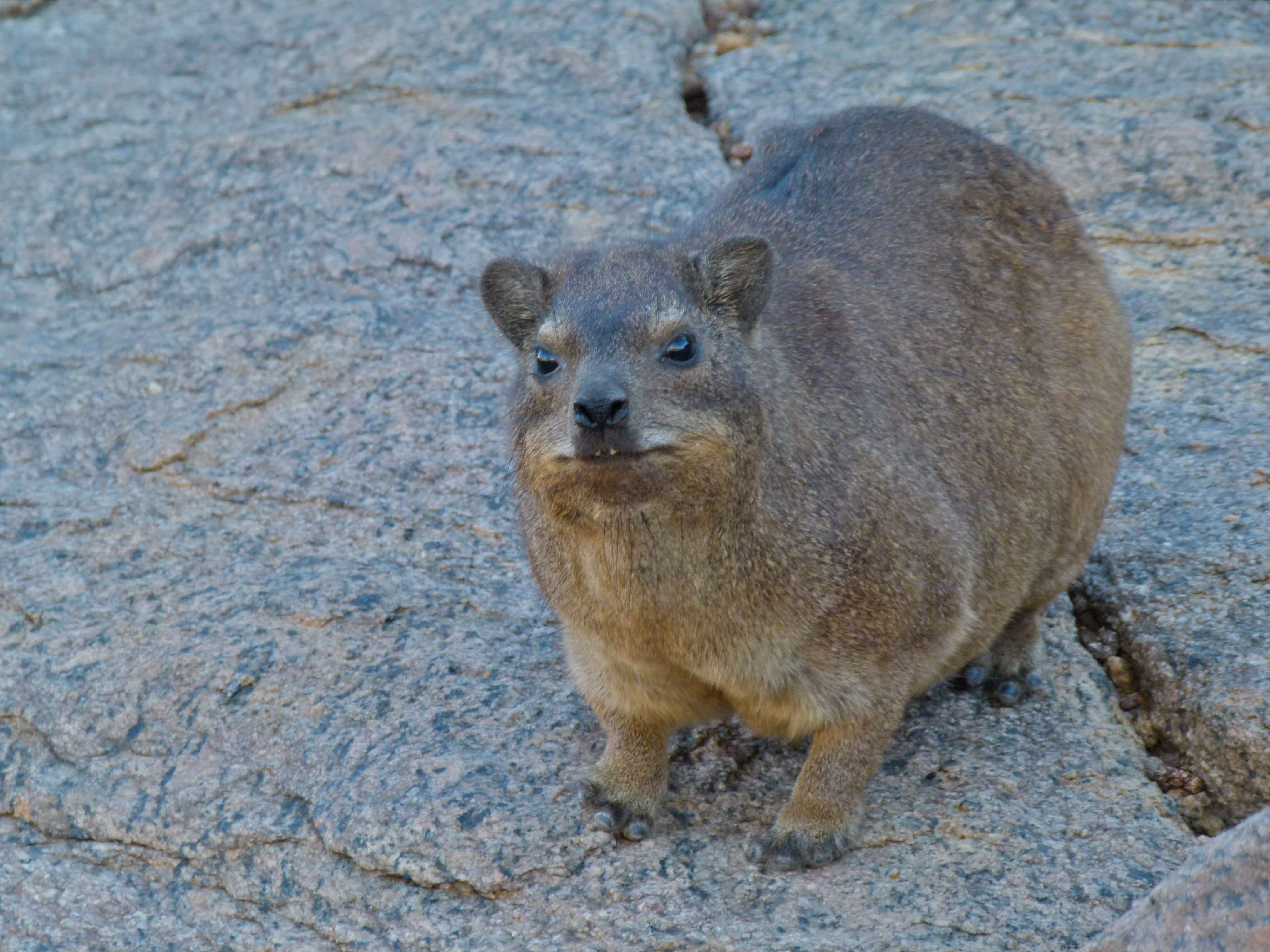 Image of Rock Hyrax