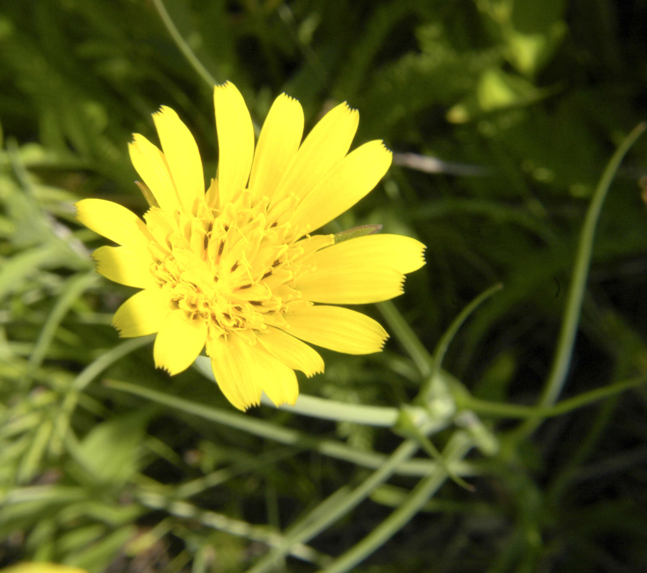 Image of goatsbeard