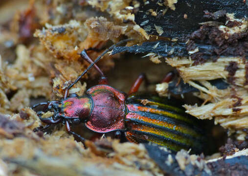 Слика од Carabus (Chrysocarabus) auronitens auronitens Fabricius 1792