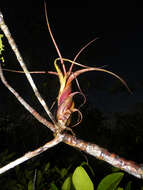 Image of twisted airplant