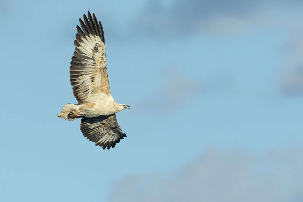 Image of Sea eagles