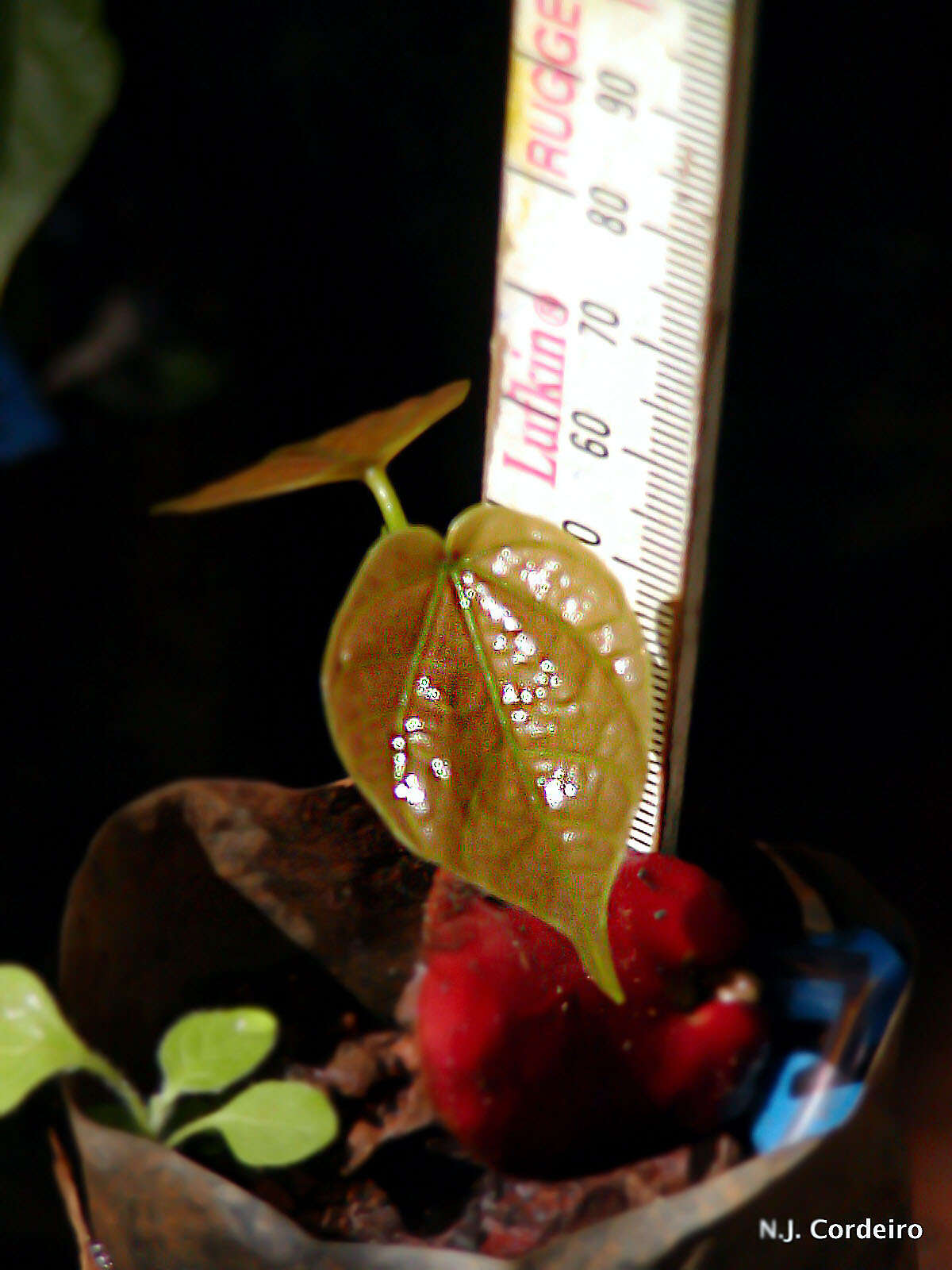 Image of Kola nut