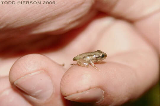 Image of Western Chorus Frog