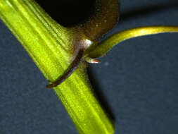 Image of Passiflora talamancensis Killip