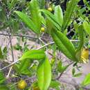 Image of Eugenia pyriformis Cambess.