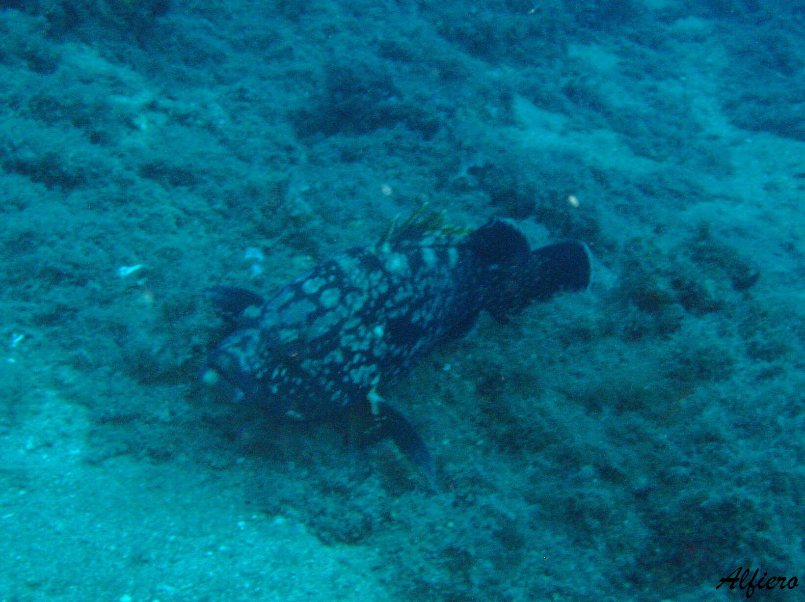 Image of Dusky Grouper