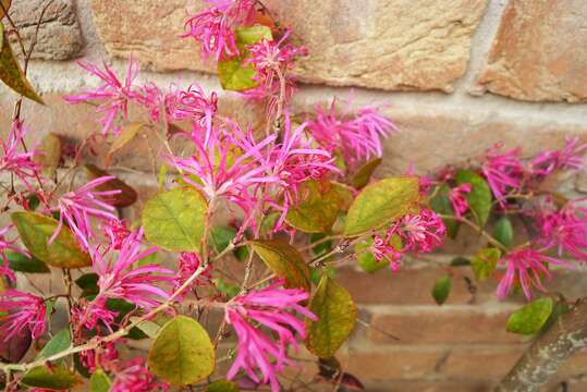 Image of Chinese witch hazel