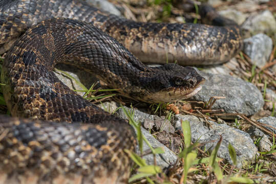 Image of North American Hog-nosed Snakes