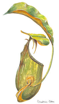 Image of Fanged pitcher plant