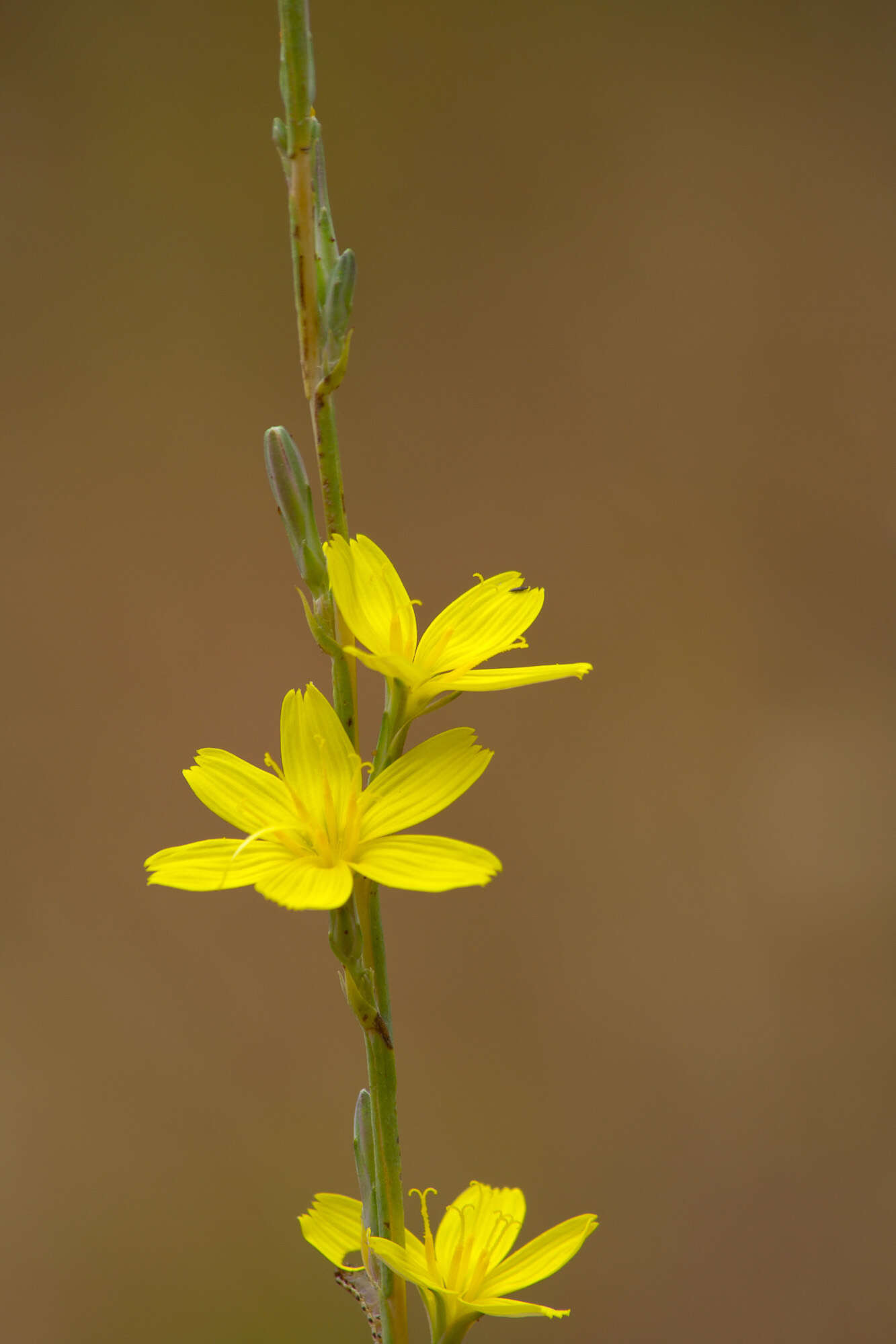 Слика од Lactuca