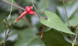 Image of Ipomoea cholulensis Kunth