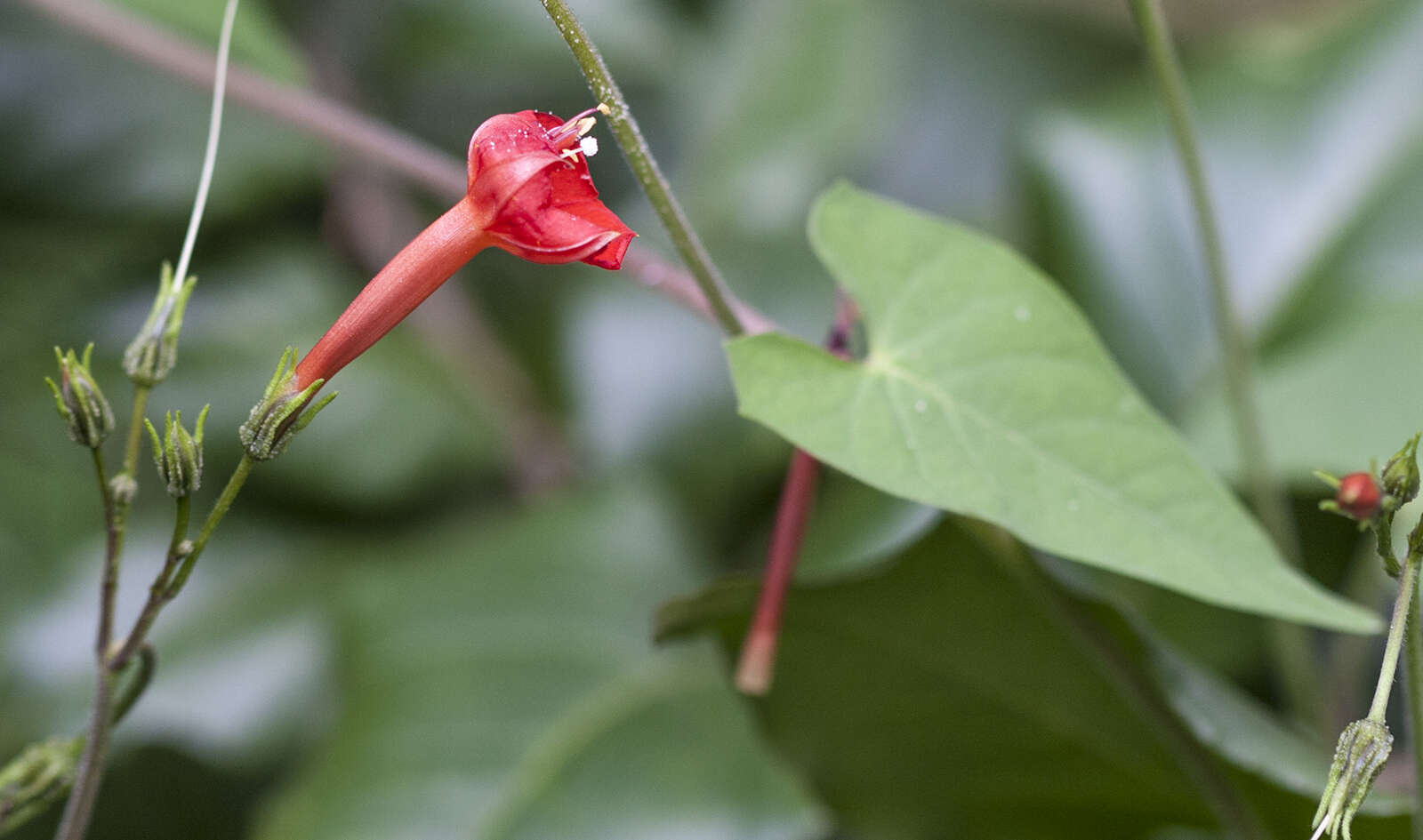 Image of Ipomoea cholulensis Kunth