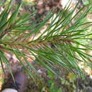 Sivun Pinus sylvestris var. hamata Steven kuva