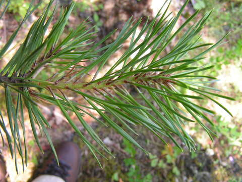 Image of Pinus sylvestris var. hamata Steven