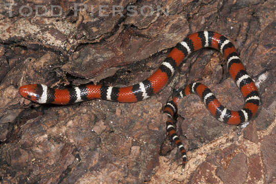 Image of milk snake