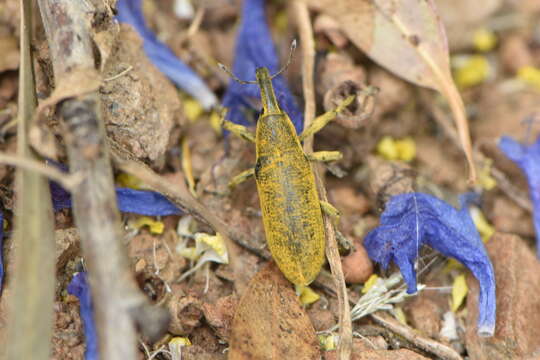 Image of Lixus pulverulentus (Scopoli & J. A. 1763)