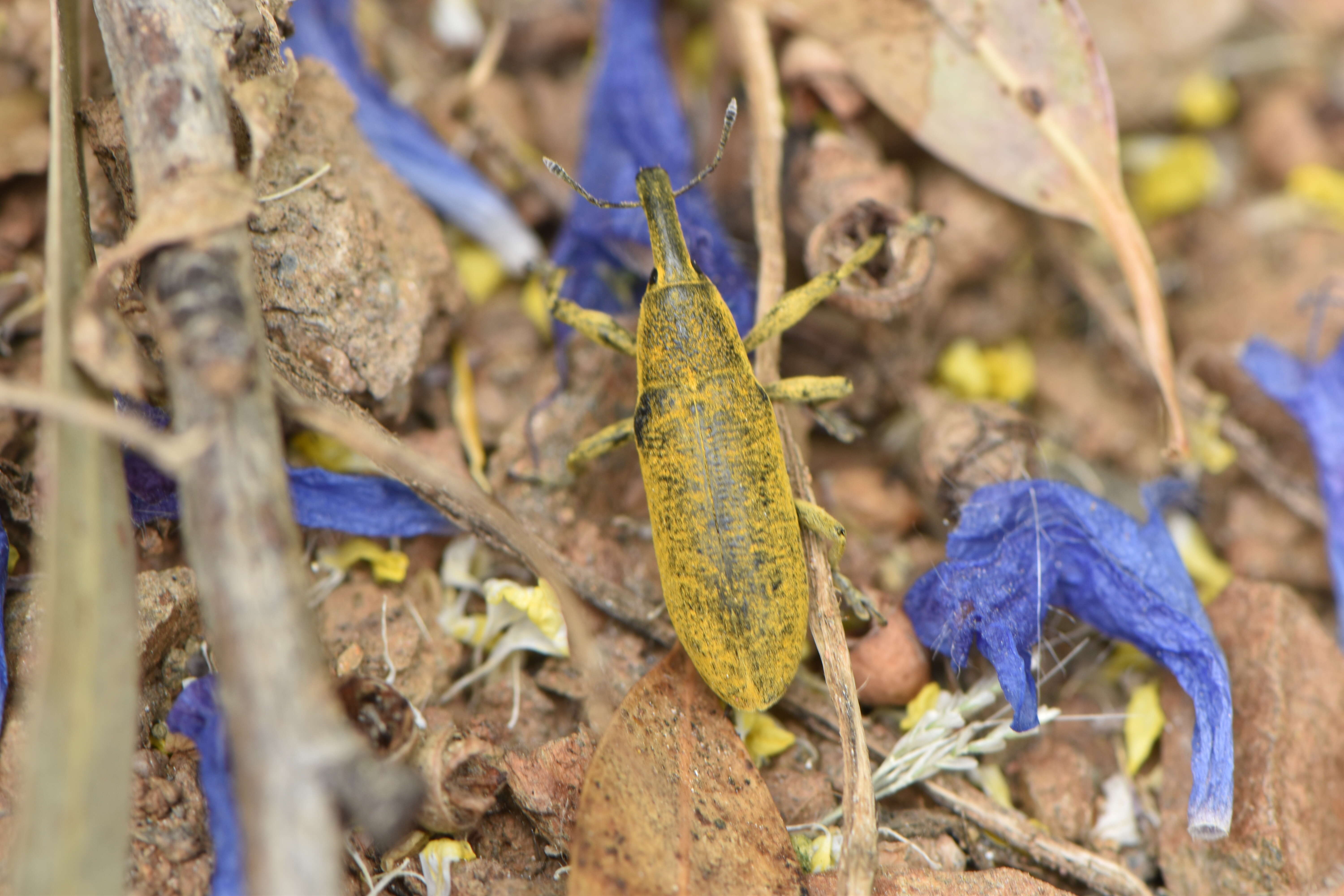 Слика од Lixus pulverulentus (Scopoli & J. A. 1763)