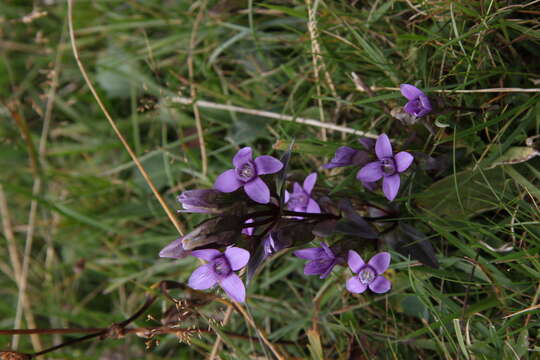 Image of dwarf gentian