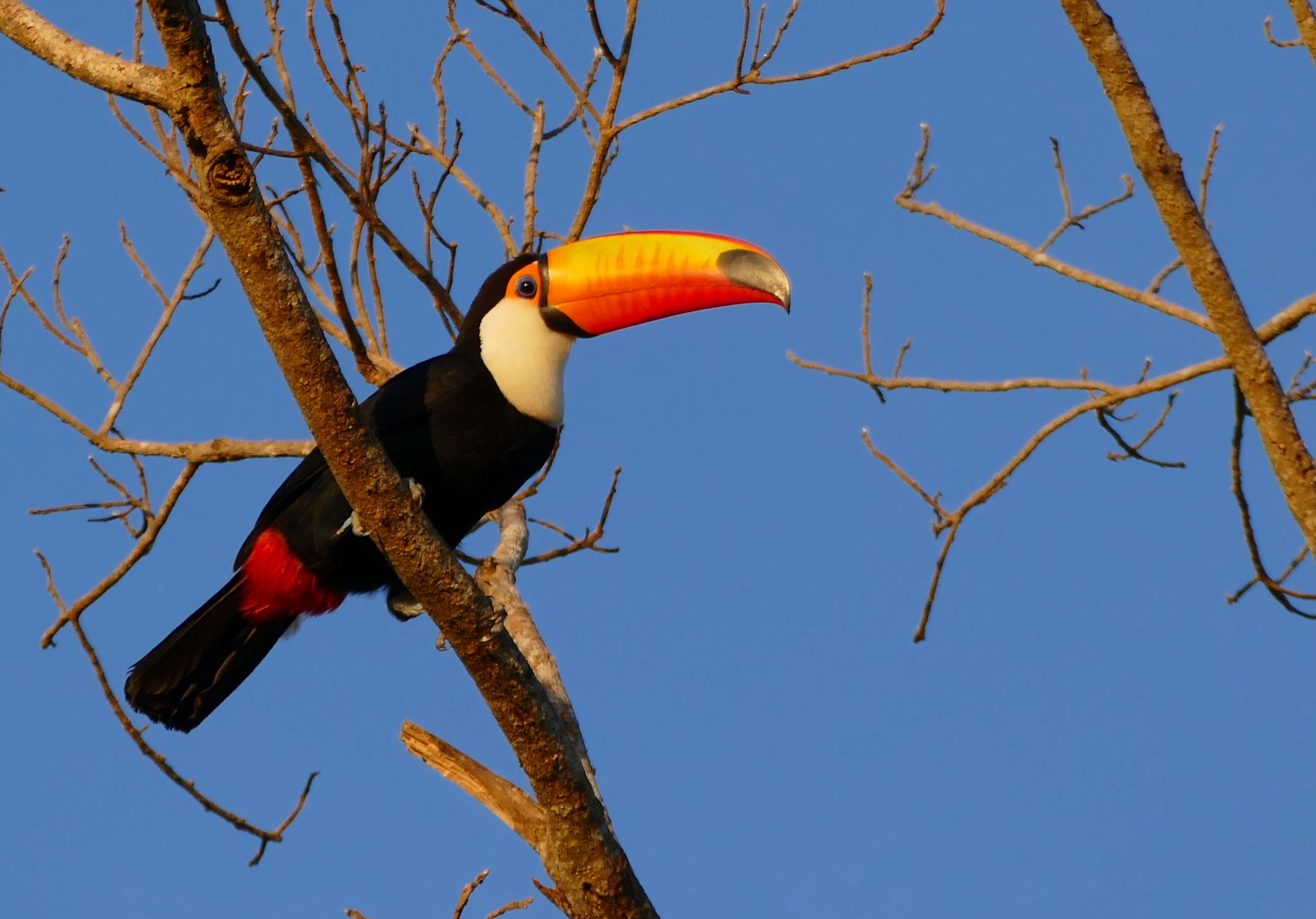 Image of Toucan Sp.