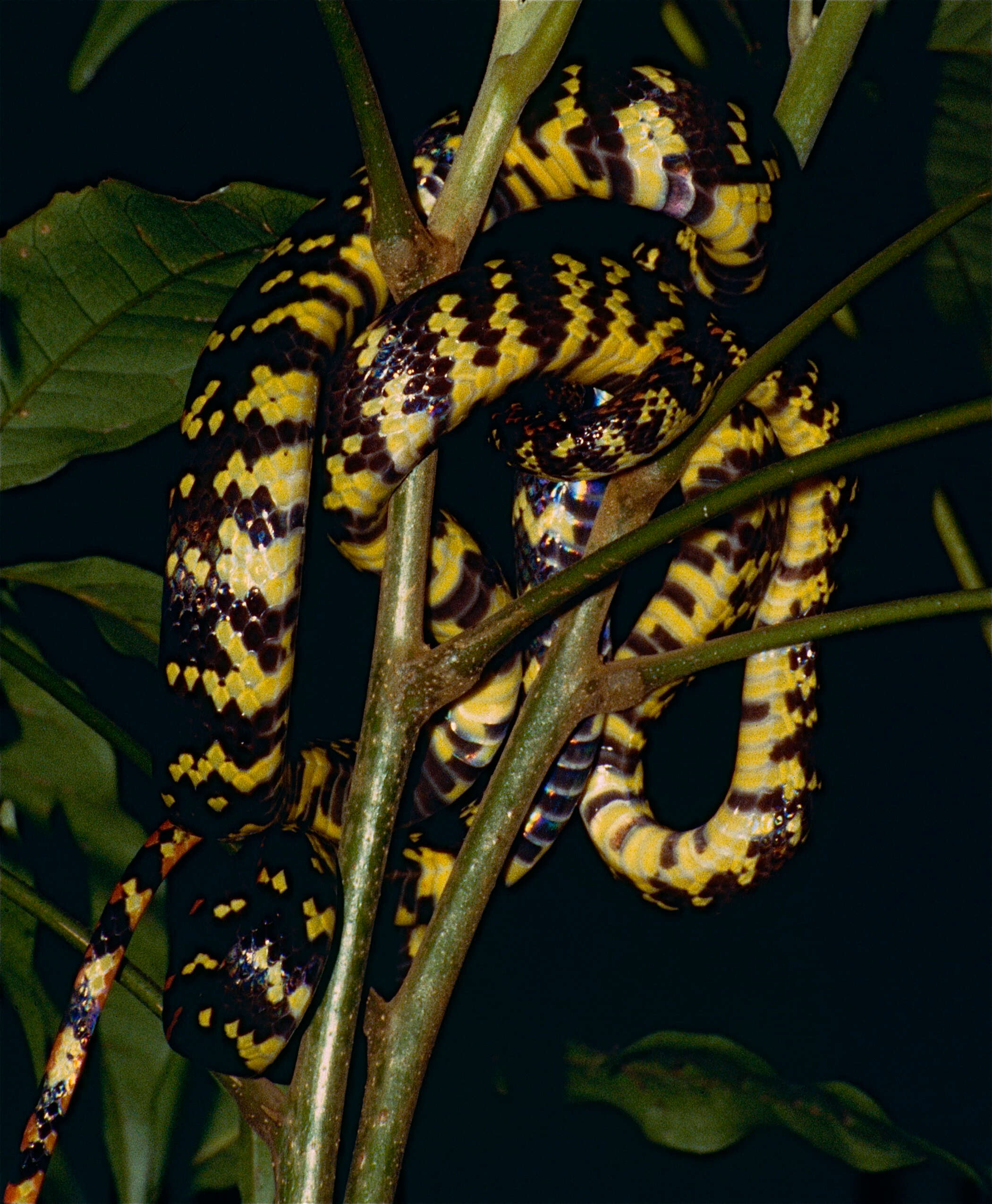 Imagem de Siphlophis cervinus (Laurenti 1768)