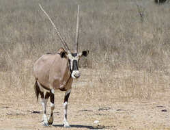 Image of Gemsbok