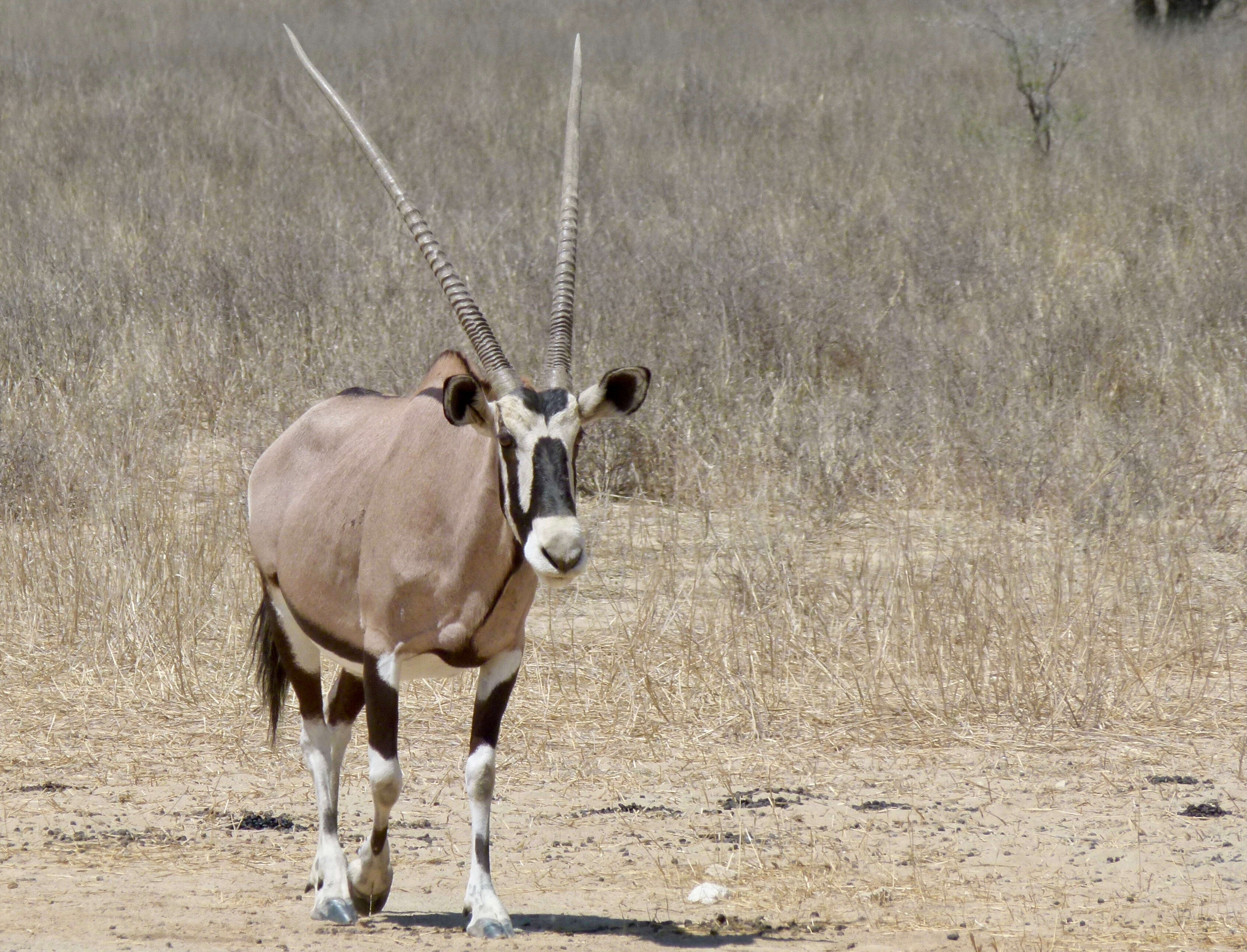 Image of Oryxes