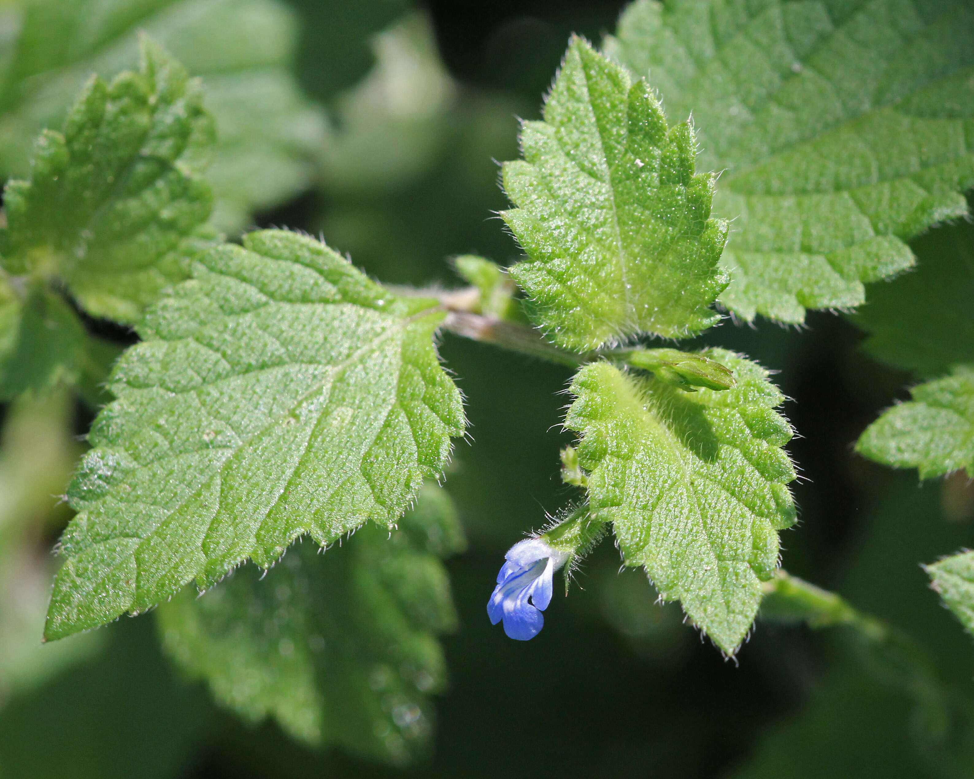 Image of Southern river sage