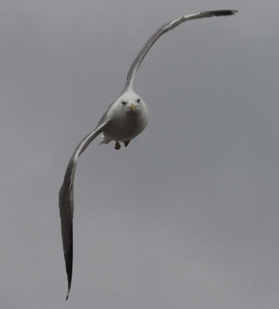 Image of Larus Linnaeus 1758