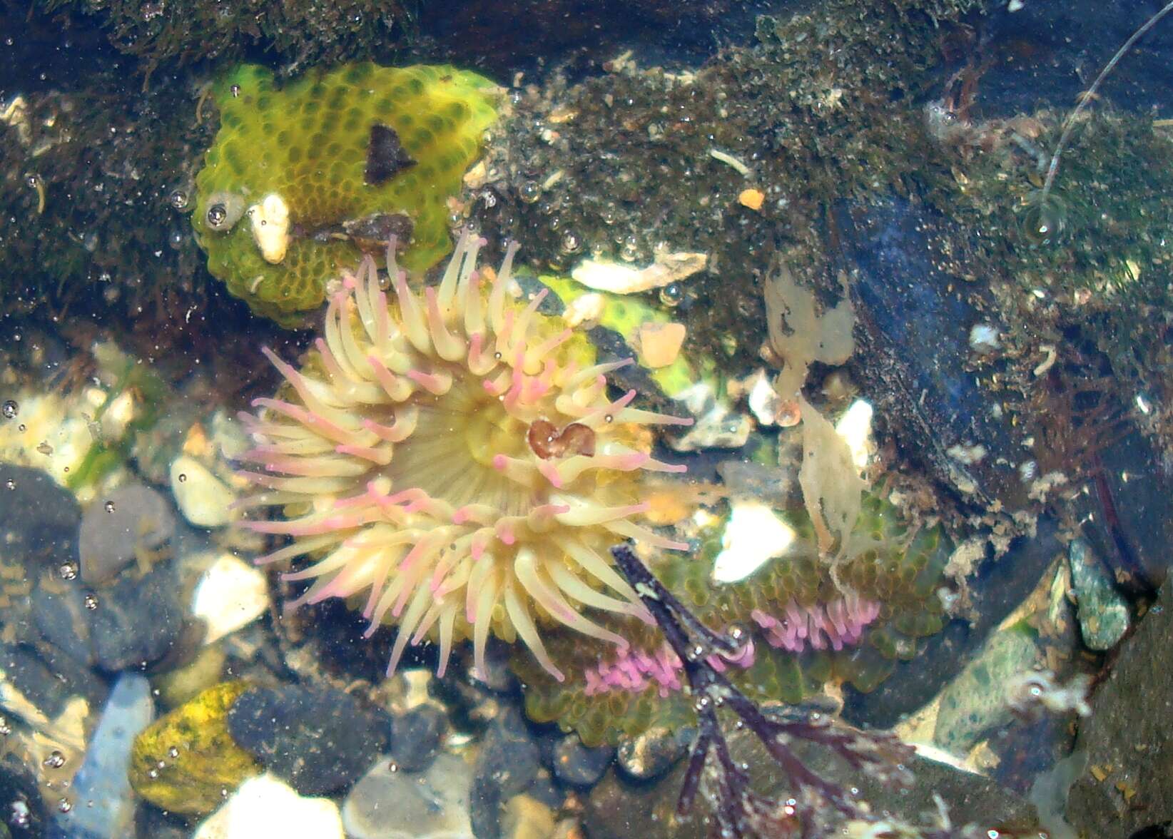 Image of aggregating anemone