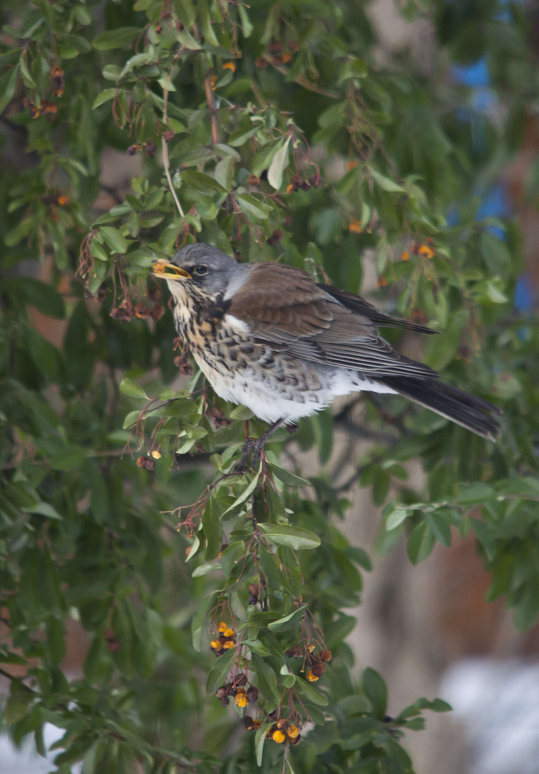 Image of Fieldfare