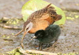 Image of Rallus Linnaeus 1758