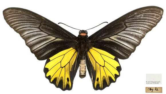 Image of Troides minos (Cramer (1779))