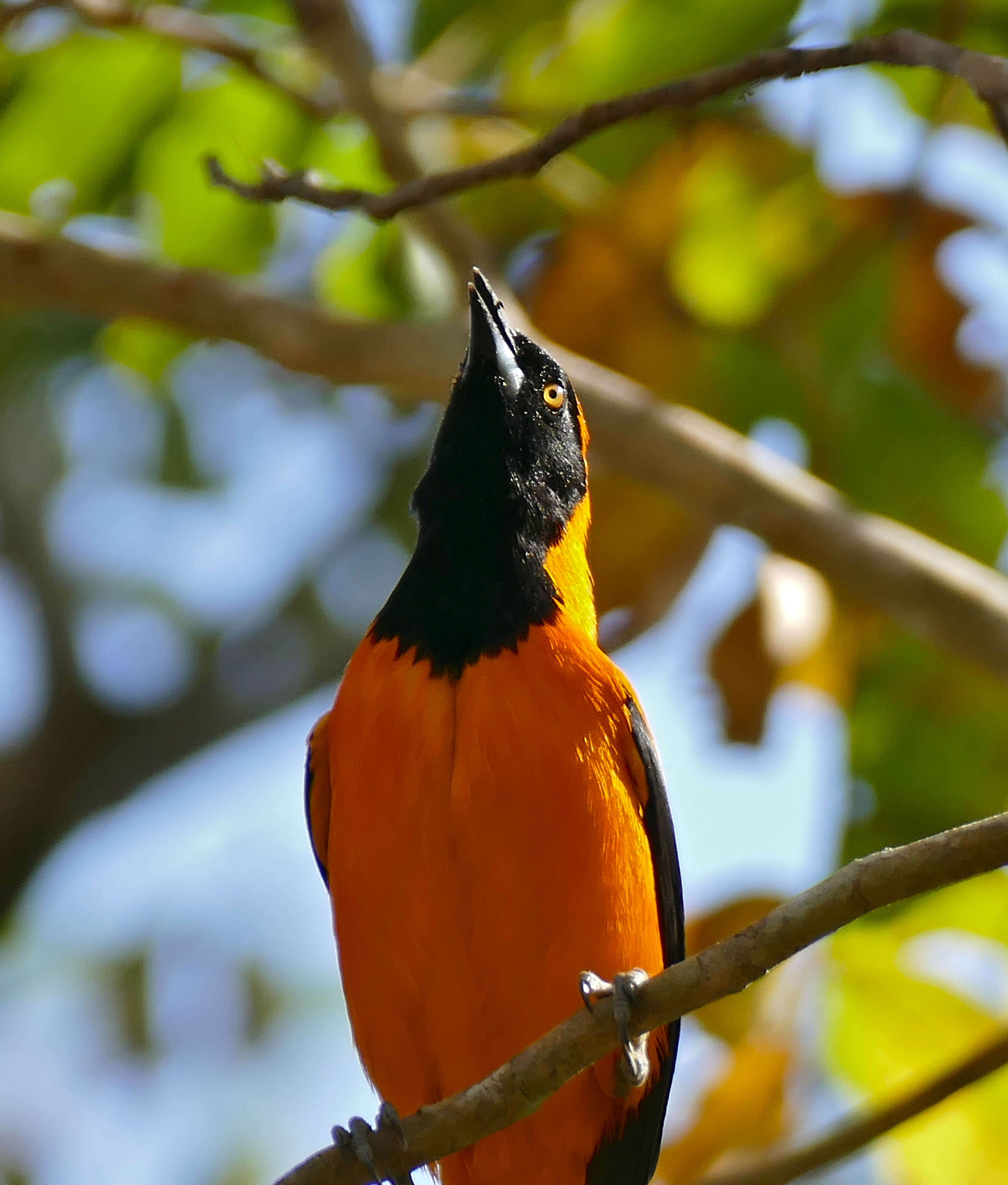 Imagem de Icterus croconotus (Wagler 1829)