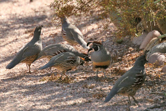 Image of Gambel's Quail