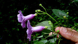 Plancia ëd Ipomoea batatoides Choisy