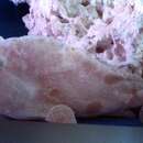 Image of Ocellated Frogfish