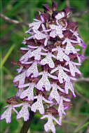 صورة Orchis purpurea subsp. purpurea